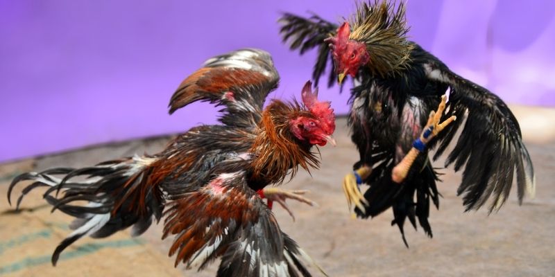 shbet997 nổ hũ tiếng anh là gì