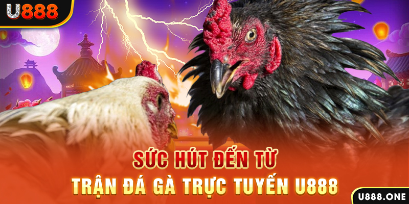 shbet997 hòn gà chọi