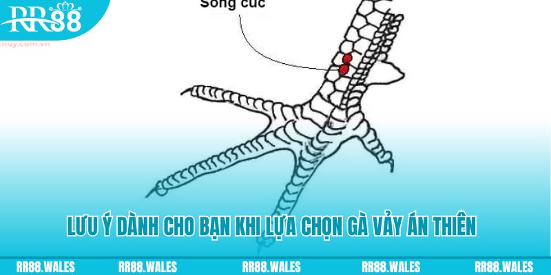 shbet997 how to play roulette at casino