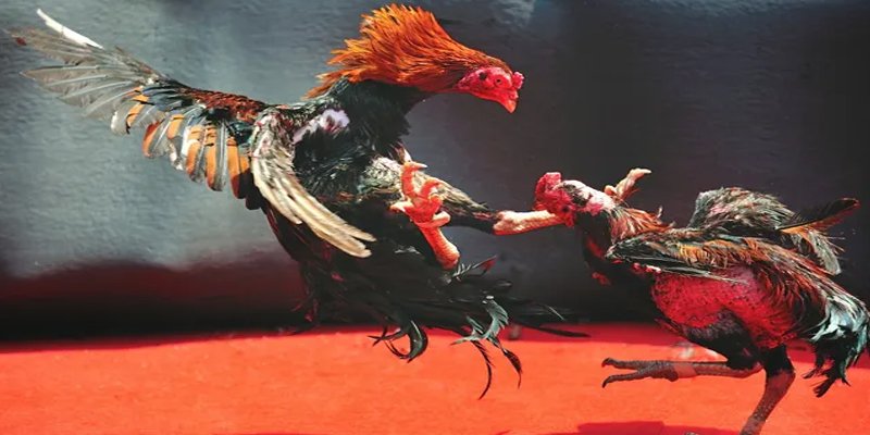 shbet997 đăng nhập nổ hũ số 1