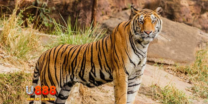 shbet997 ban ca vip online