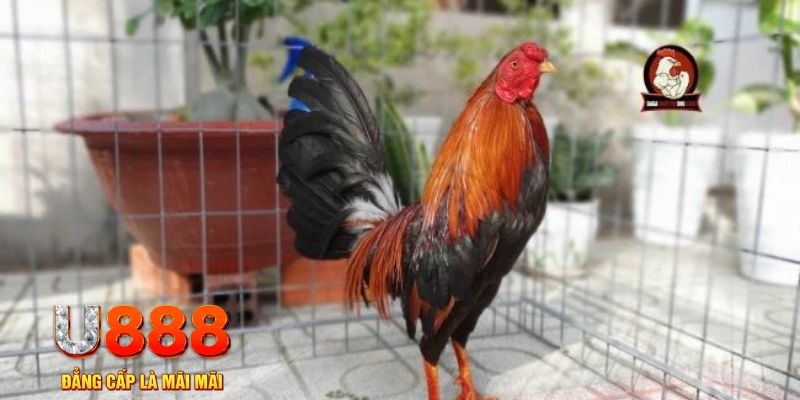 shbet997 tải nổ hũ trên máy tính